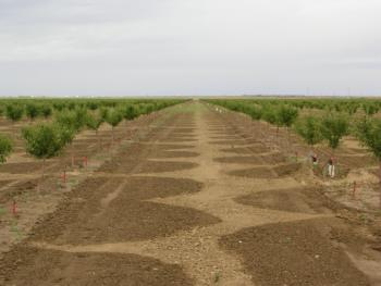 Microirrigation on young almonds  Photo: L. Schwankl