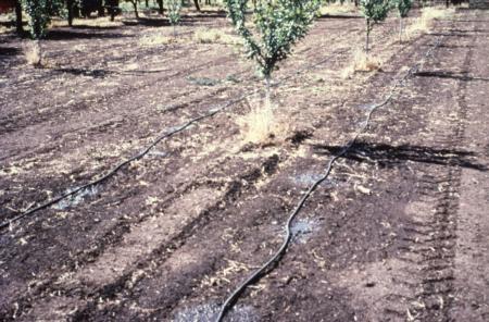 Double-line surface drip used in a young orchard.  Photo: L. Schwankl.