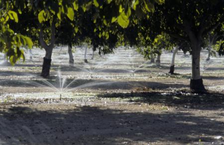 Microsprinkler irrigation use in a walnut orchard.  Photo:  L. Schwankl.