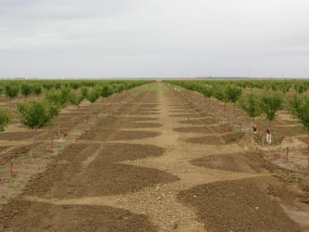 Microsprinkler use in a young almond orchard.  Photo:  L. Schwankl.