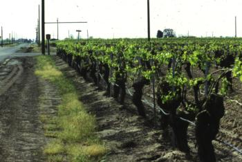 Drip irrigation system in a vineyard.  Photo:  L Schwankl