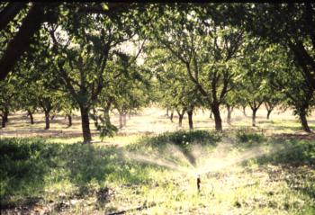 Microsprinkler irrigation in a walnut orchard.  Photo: L. Schwankl.