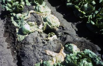 Result of a leak caused by a gopher in a lettuce field.  Photo: L. Schwankl.