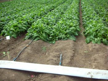 Drip tape used to irrigate spinach.  Photo:  D Porter